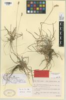 Type of Dactylis juncinella Bory var. maroccana Pau & Font Quer [family GRAMINEAE]
