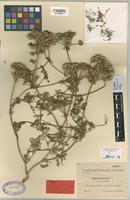 Type of Daucus muricatus (L.) L. f. macrocarpus Sennen & Mauricio [family UMBELLIFERAE]