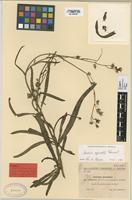 Type of Sonchus maritimus subsp. cartilagineus Maire & Sennen [family COMPOSITAE]