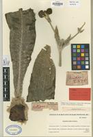 Isotype of Espeletia uribei Cuatrec. [family COMPOSITAE]