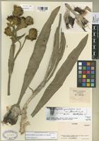 Holotype of Espeletia grandiflora Humb. & Bonpl. var. attenuata Cuatrec. [family COMPOSITAE]