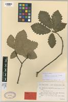 Type of Quercus lusitanica Lam. var. rhiphaea Pau & Font Quer [family FAGACEAE]