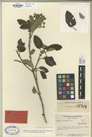 Type of Gynoxys subhirsuta Cuatrec. [family COMPOSITAE]