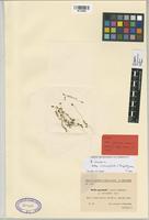 Type of Bellis paschalis Sennen & Mauricio [family COMPOSITAE]