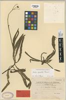 Type of Sonchus maritimus subsp. cartilagineus Maire & Sennen [family COMPOSITAE]