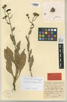 Type of Hieracium amplexicaule L. subsp. olivicolor Jahand. & Zahn [family COMPOSITAE]