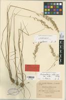 Lectotype of Arrhenatherum riofrioi Sennen [family GRAMINEAE]