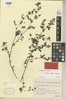 Type of Lotus hispidus Desf. ex DC. var. vidalii Pau [family LEGUMINOSAE-PAPILIONOIDEAE]