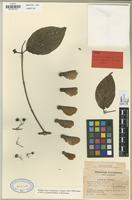 Type of Banisteriopsis inebrians C.V. Morton [family MALPIGHIACEAE]