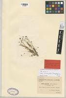 Type of Bellis paschalis Sennen & Mauricio [family COMPOSITAE]
