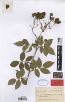 Type of Rosa sempervirens L. f. multiflora Font Quer [family ROSACEAE]