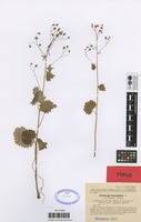 Syntype of Saxifraga rotundifolia L. var. nohemiae Sennen [family SAXIFRAGACEAE]