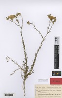 Syntype of Linum narbonense L. var. afrum Pau & Font Quer [family LINACEAE]