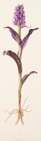 Dactylorhiza incarnata subsp. cruenta L.
