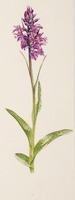 Dactylorhiza maculata L.