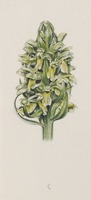 Dactylorhiza incarnata L.