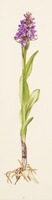 Dactylorhiza purpurella T. Stephenson & T. A. Stephenson