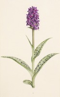 Dactylorhiza purpurella T. Stephenson & T. A. Stephenson
