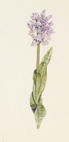 Dactylorhiza maculata L.