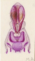 Dactylorhiza maculata L.