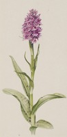 Dactylorhiza fuchsii Druce