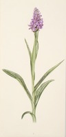 Dactylorhiza maculata x purpurella