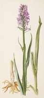 Dactylorhiza praetermissa Druce