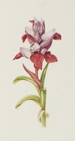 Erich Nelson Orchid Illustrations