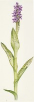 Dactylorhiza incarnata subsp. cruenta L.