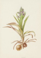 Anacamptis coriophora L.