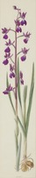 Anacamptis laxiflora Lam.