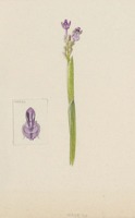 Anacamptis boryi Rchb. f.
