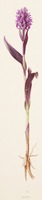Dactylorhiza incarnata subsp. cruenta L.