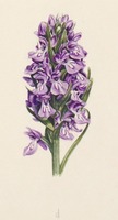 Dactylorhiza maculata L.