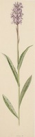 Dactylorhiza maculata L.
