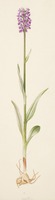Dactylorhiza purpurella T. Stephenson & T. A. Stephenson