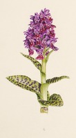 Dactylorhiza purpurella T. Stephenson & T. A. Stephenson