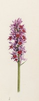 Dactylorhiza maculata L.