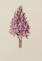 Dactylorhiza maculata L.