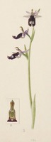 Ophrys bertolonii Moretti