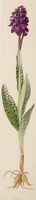 Dactylorhiza incarnata L.