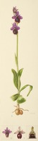 Ophrys bertolonii x tenthredinifera