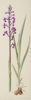 Anacamptis laxiflora Lam.