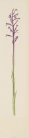 Anacamptis boryi Rchb. f.
