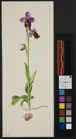Ophrys bertolonii x Ophrys tenthred.