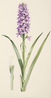 Dactylorhiza praetermissa Druce