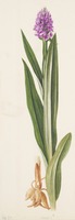 Dactylorhiza praetermissa Druce
