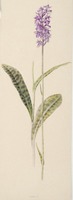 Dactylorhiza maculata L.