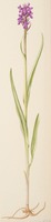 Dactylorhiza incarnata L.