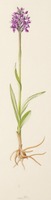 Dactylorhiza purpurella T. Stephenson & T. A. Stephenson